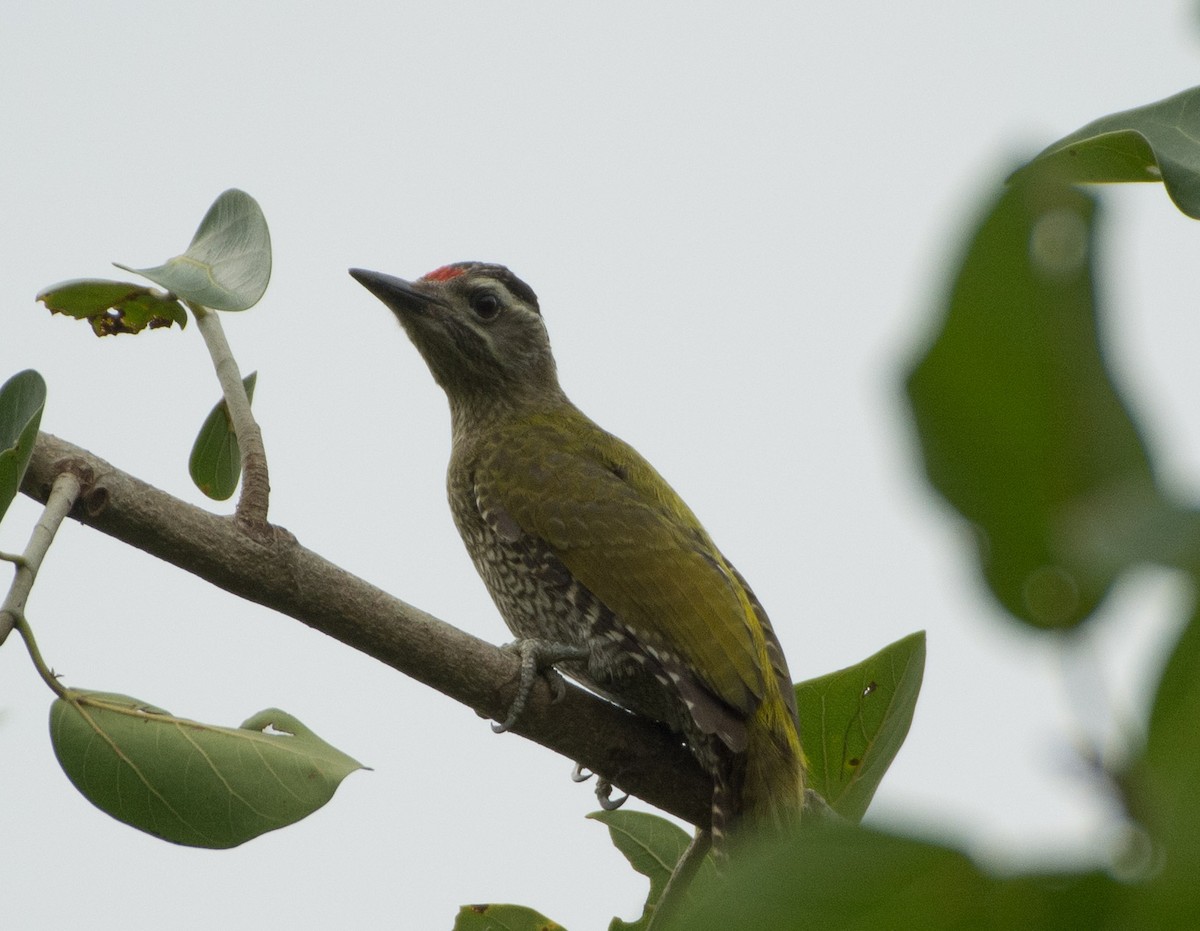 Streak-throated Woodpecker - SWARUP SAHA