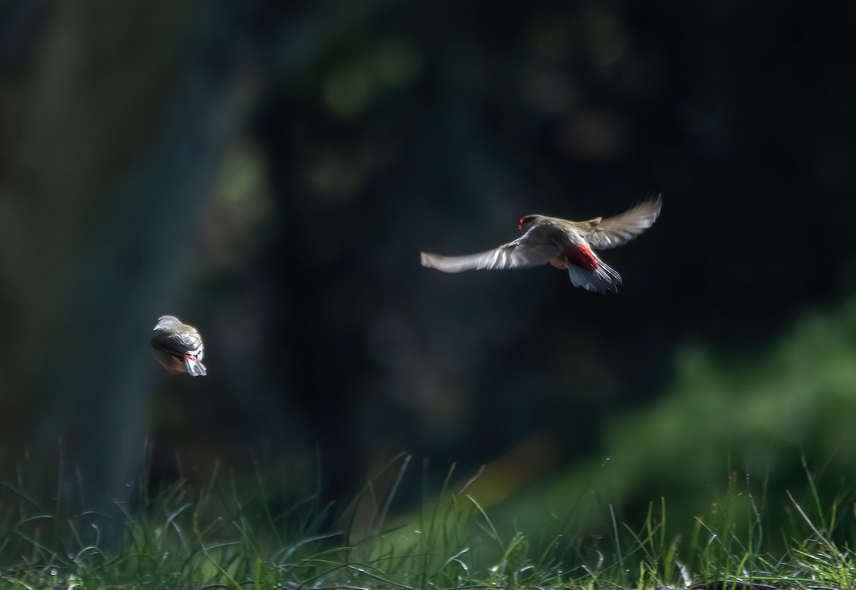 Red-browed Firetail - Jonathan Tickner