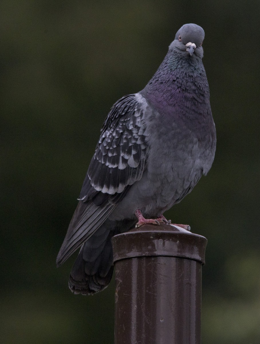 Rock Pigeon (Feral Pigeon) - Brent Angelo