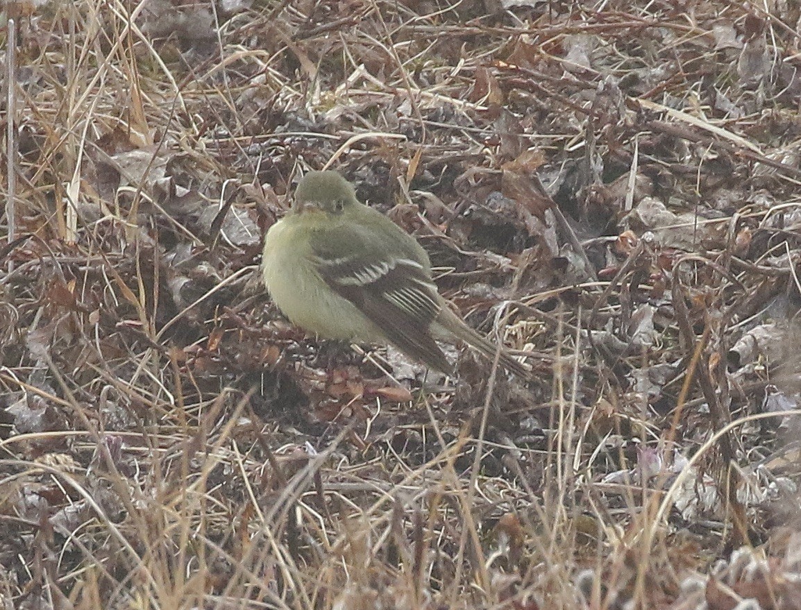 Yellow-bellied Flycatcher - ML460368571