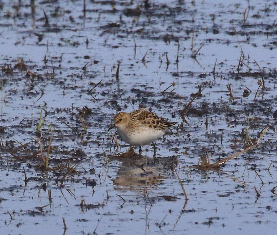 Little Stint - ML460369191