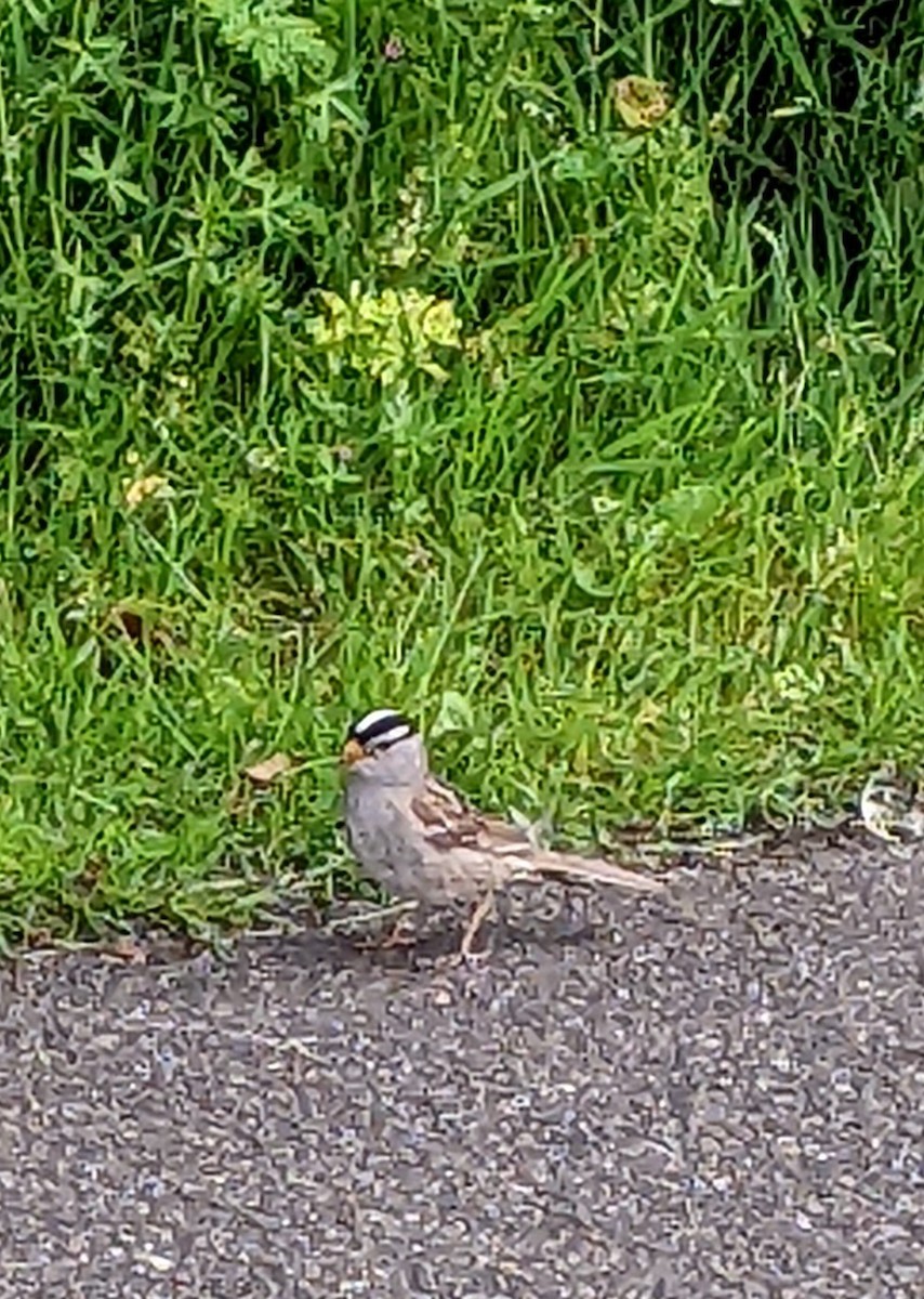 White-crowned Sparrow - ML460370471