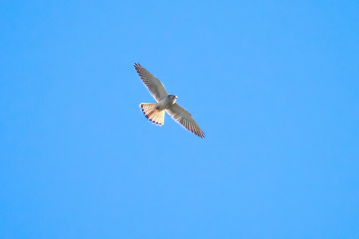 Nankeen Kestrel - ML460370611