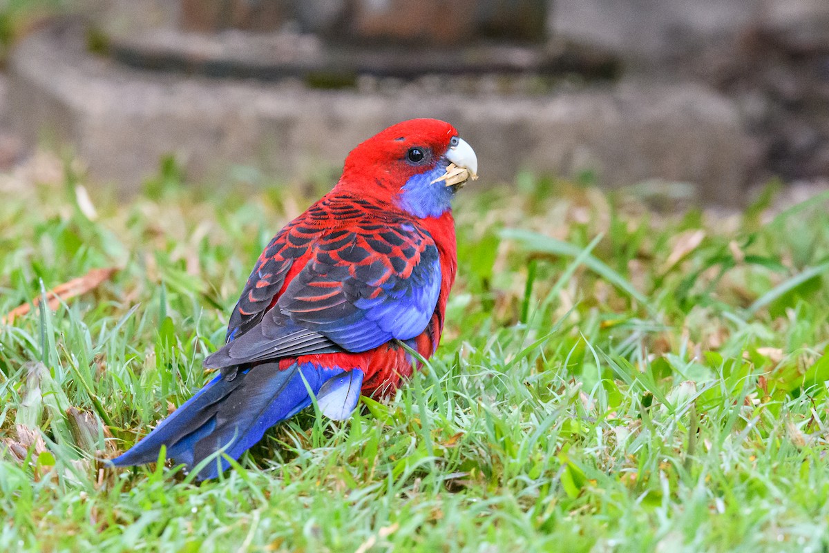 Crimson Rosella - ML460370881