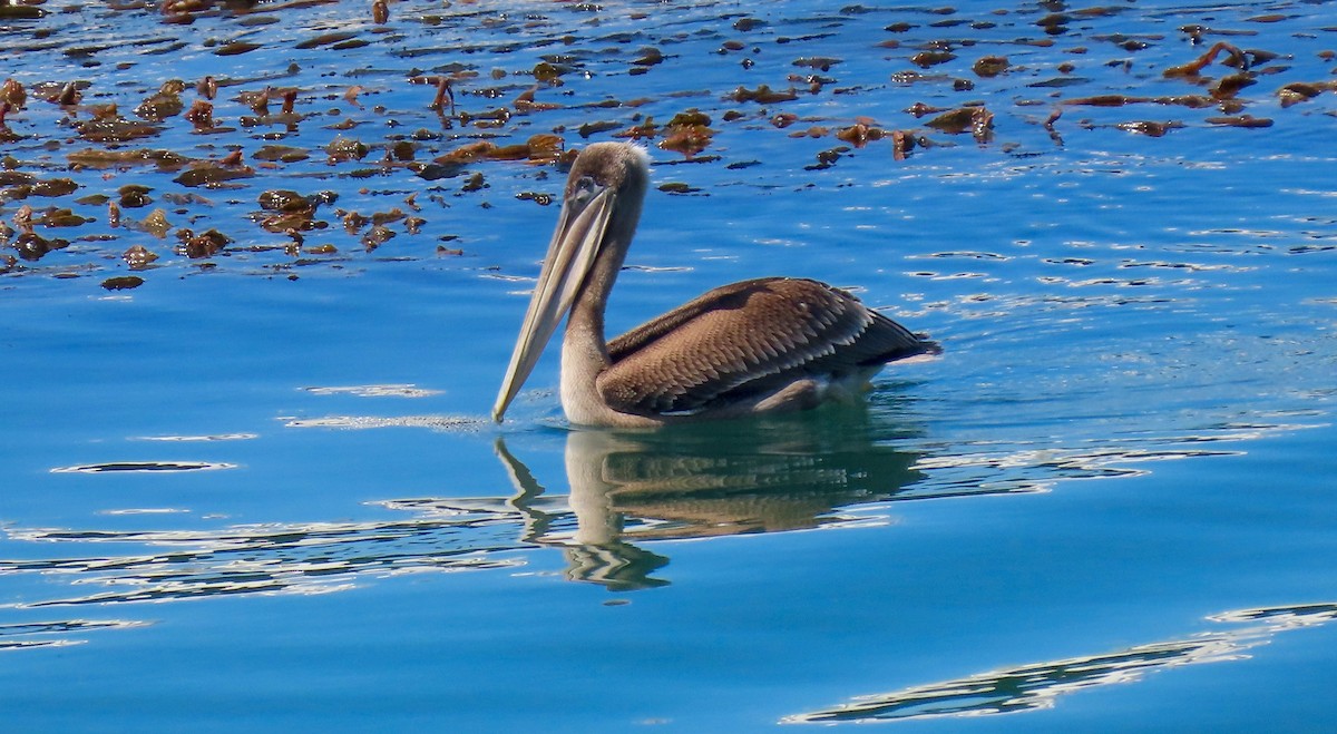 Brown Pelican - ML460370971