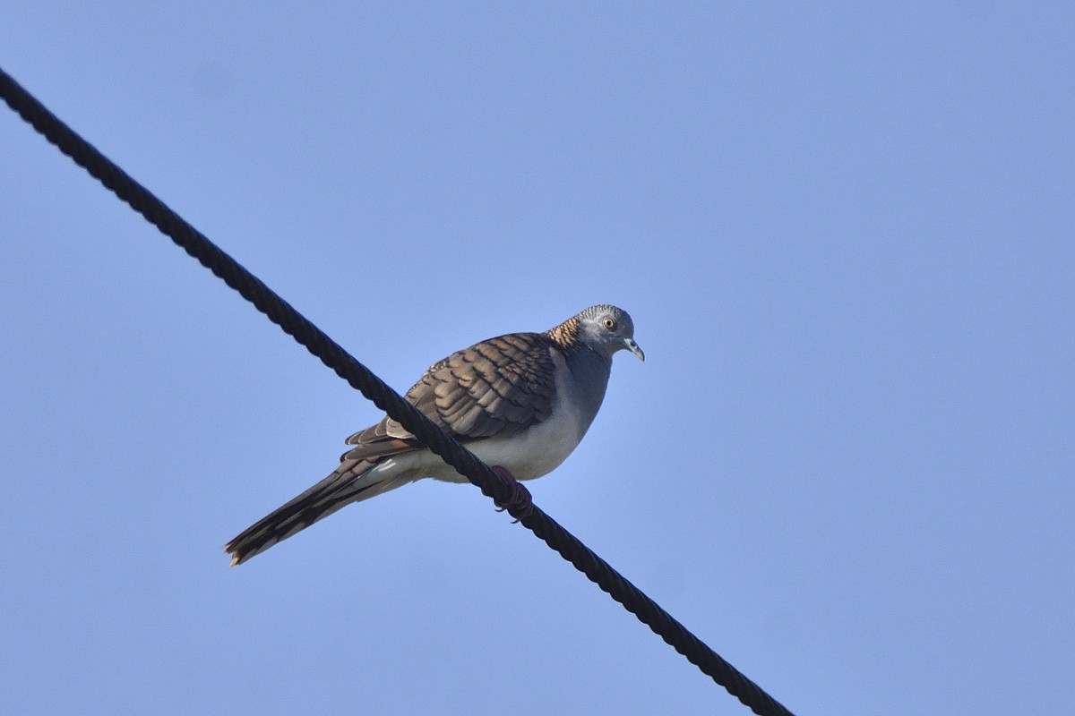 Bar-shouldered Dove - ML460370991
