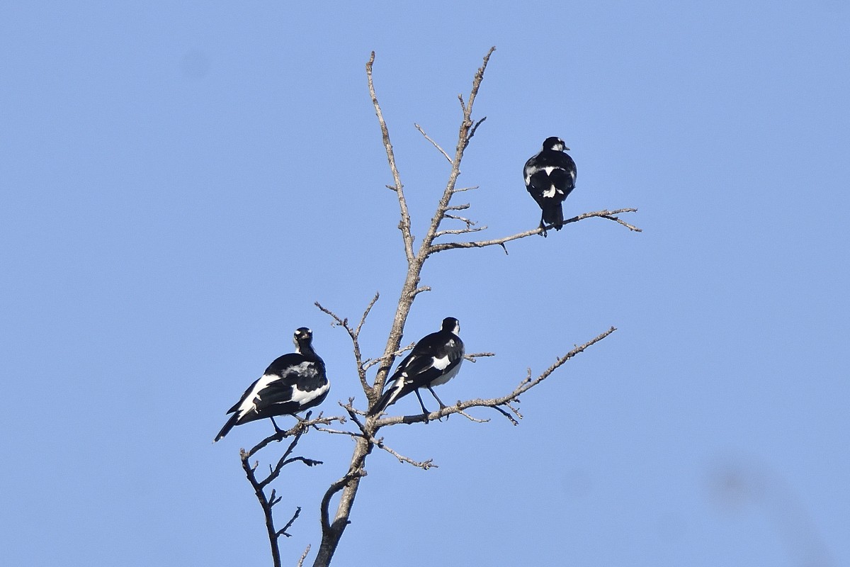 Magpie-lark - ML460371121
