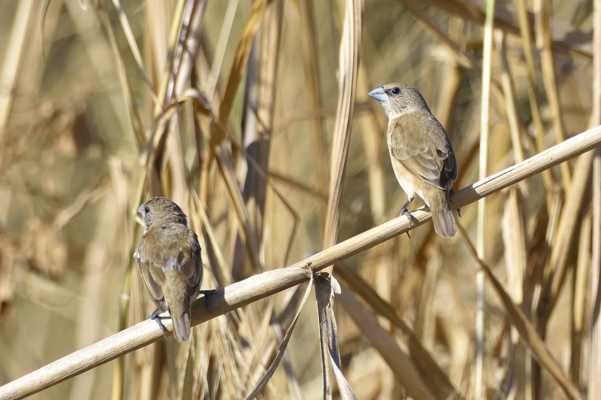 Scaly-breasted Munia - ML460371141