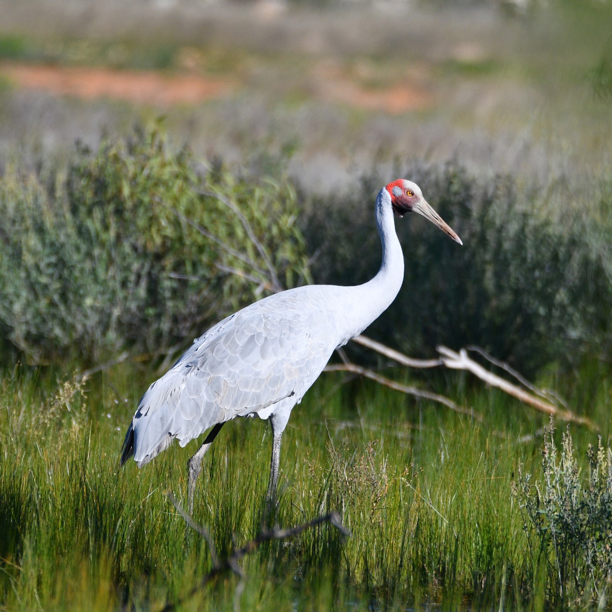 Brolga Turnası - ML460372291