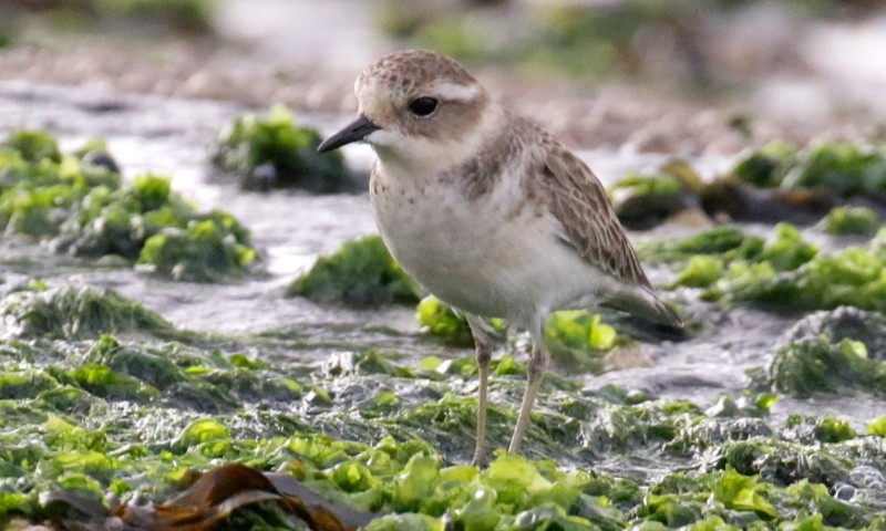 Double-banded Plover - ML460372301