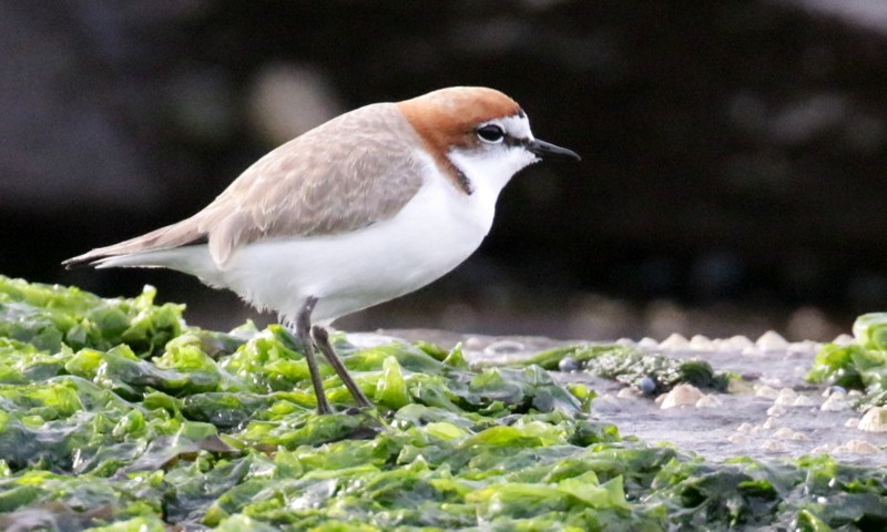 Red-capped Plover - ML460372341