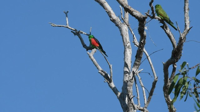 Папужець-червонокрил австралійський - ML460372551