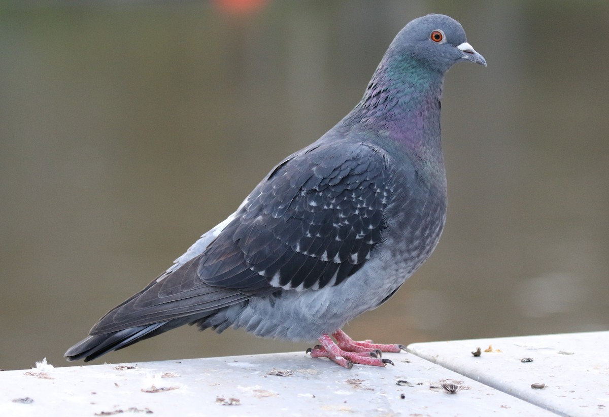 Rock Pigeon (Feral Pigeon) - James (Jim) Holmes