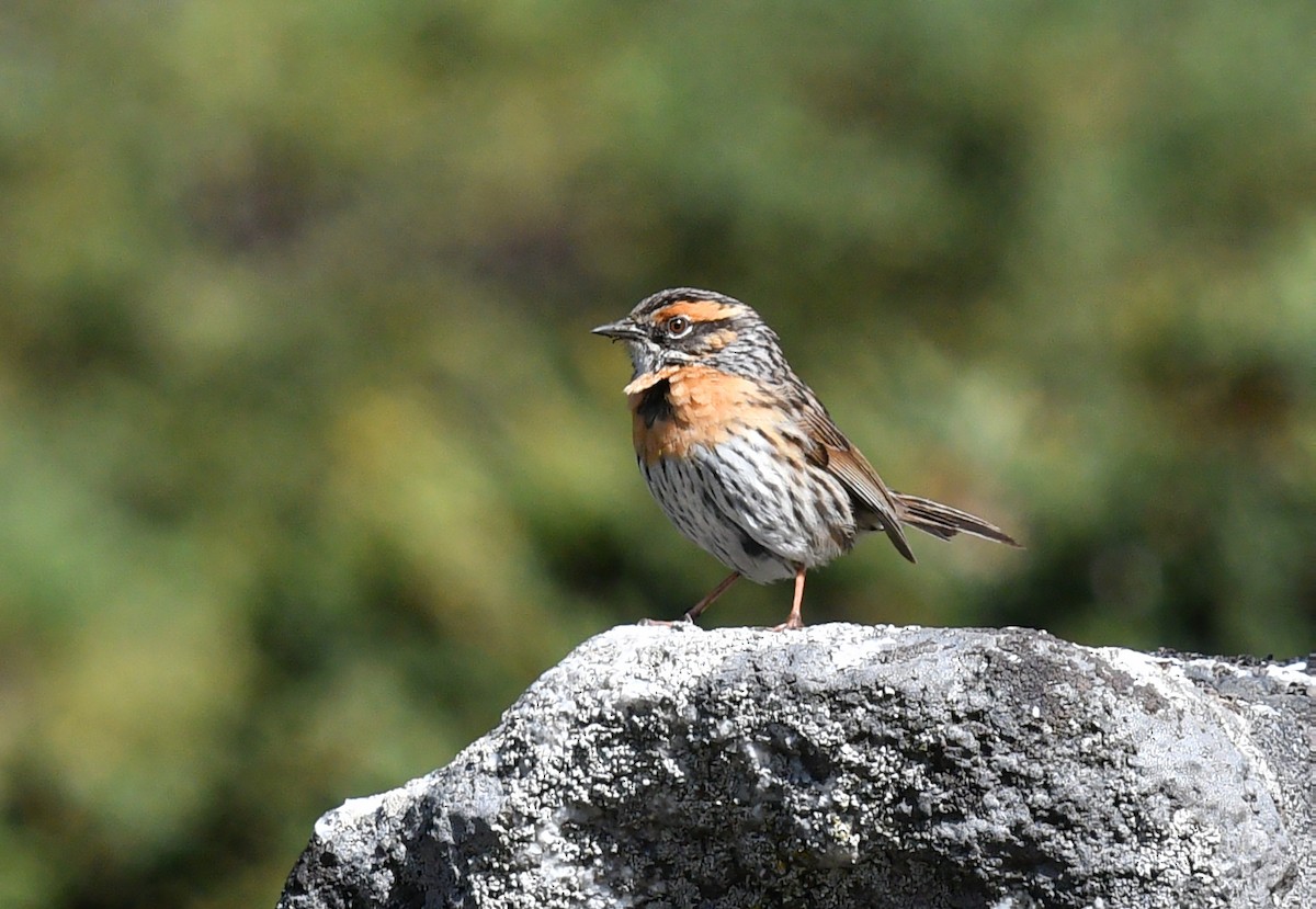 Rufous-breasted Accentor - ML460374411
