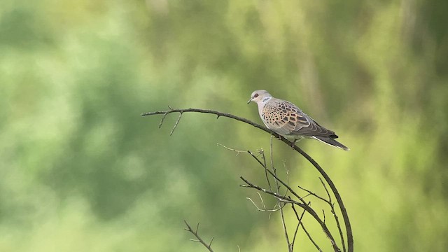 European Turtle-Dove - ML460375121