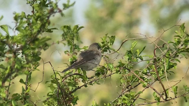 Lesser Whitethroat - ML460375141