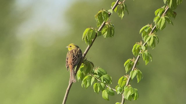 Yellowhammer - ML460375171