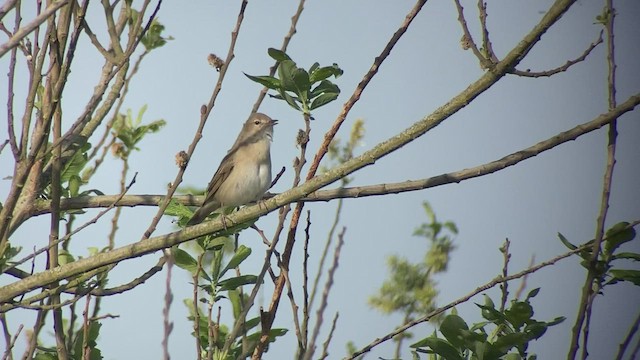 Garden Warbler - ML460375181