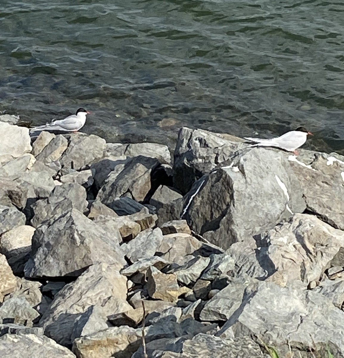 Arctic Tern - T A