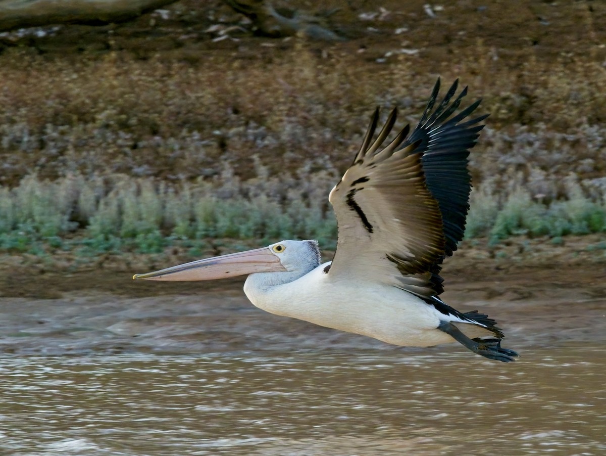pelikán australský - ML460375681