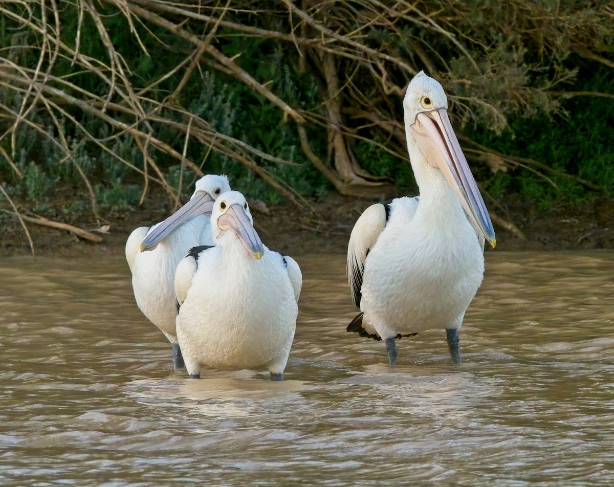 pelikán australský - ML460375691