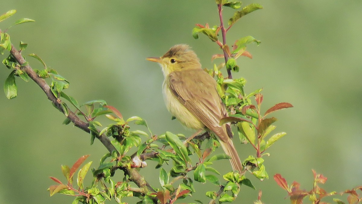 Melodious Warbler - ML460376811
