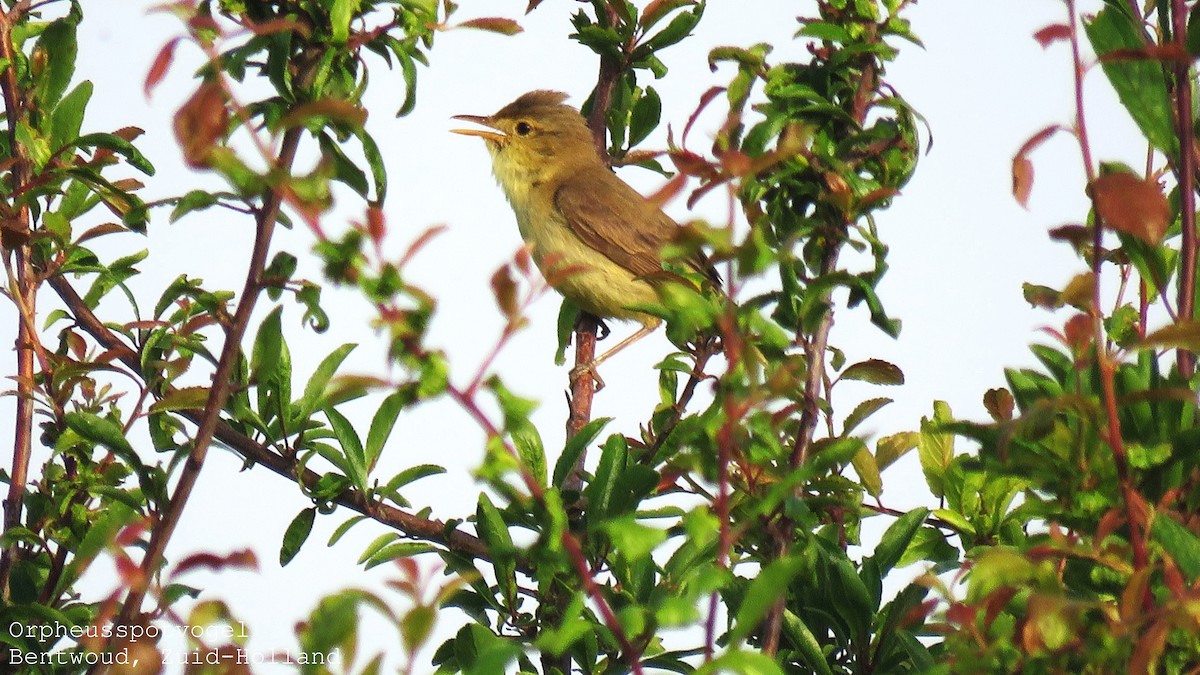 Melodious Warbler - ML460376821