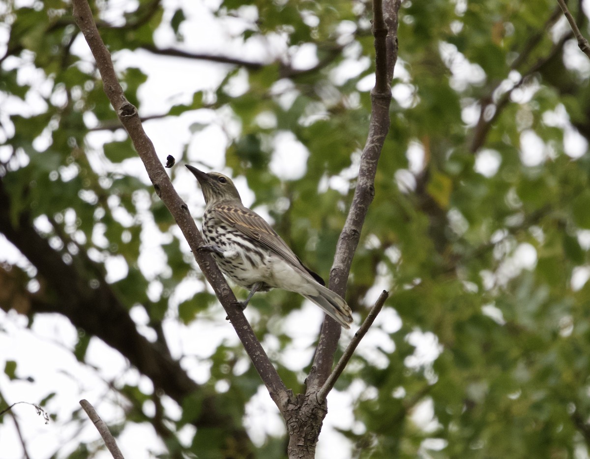 Olive-backed Oriole - ML460378621