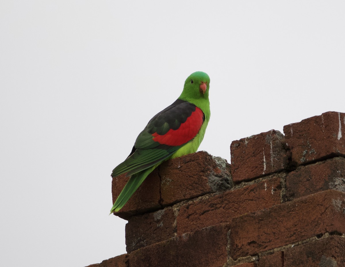 Red-winged Parrot - ML460378741