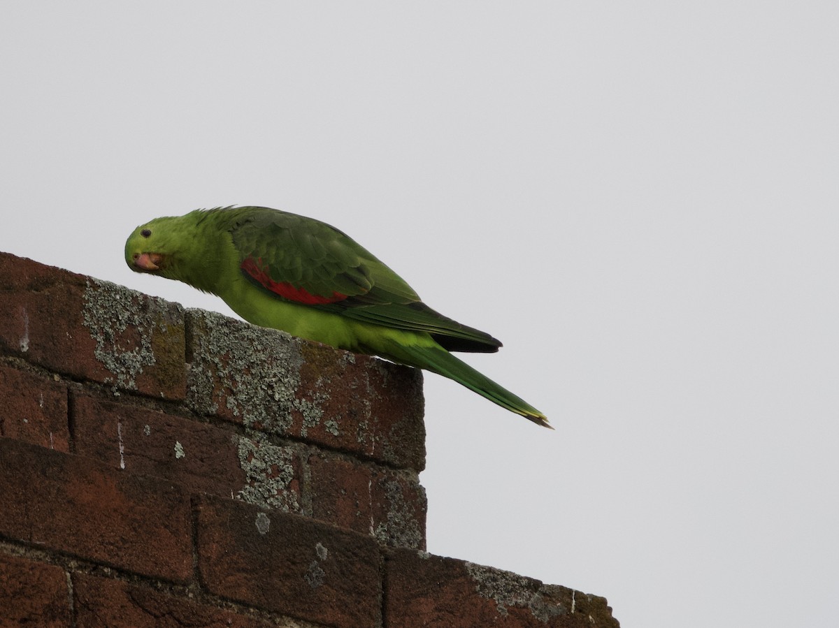 Red-winged Parrot - ML460378751