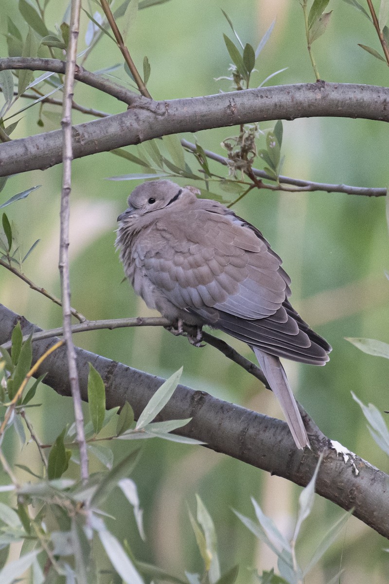 Eurasian Collared-Dove - ML460378931