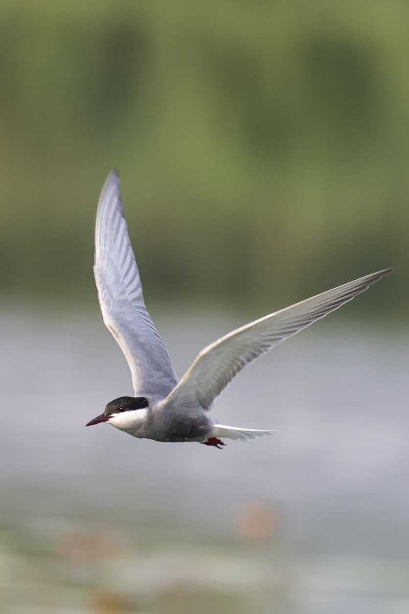 Whiskered Tern - ML460378961