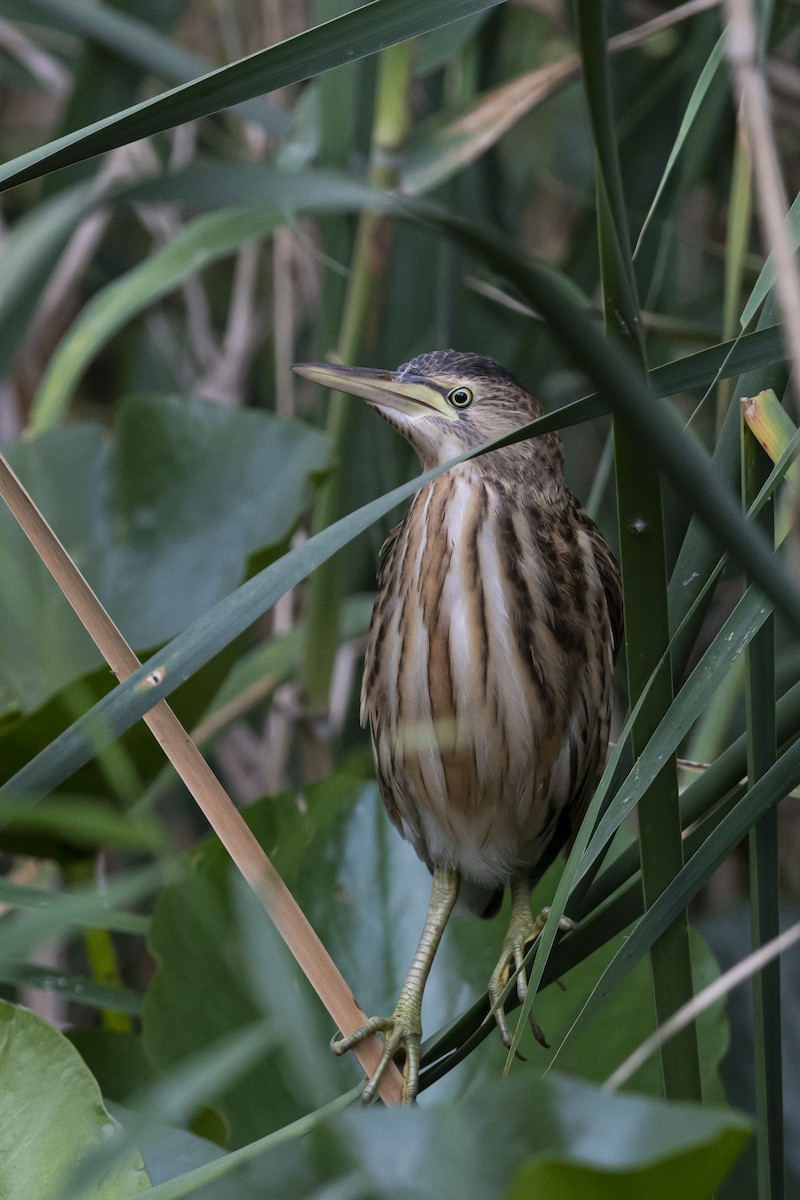 Little Bittern - ML460379161