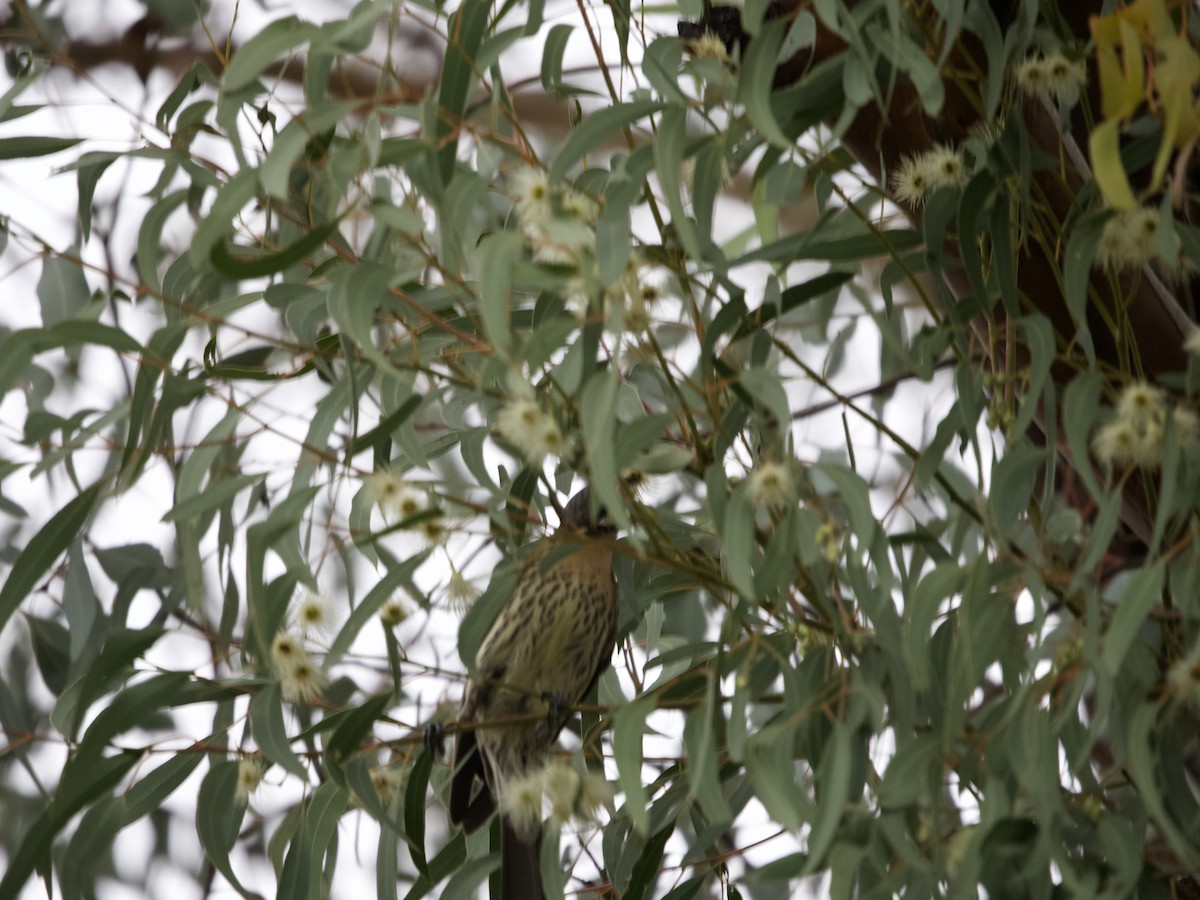 Spiny-cheeked Honeyeater - ML460379181