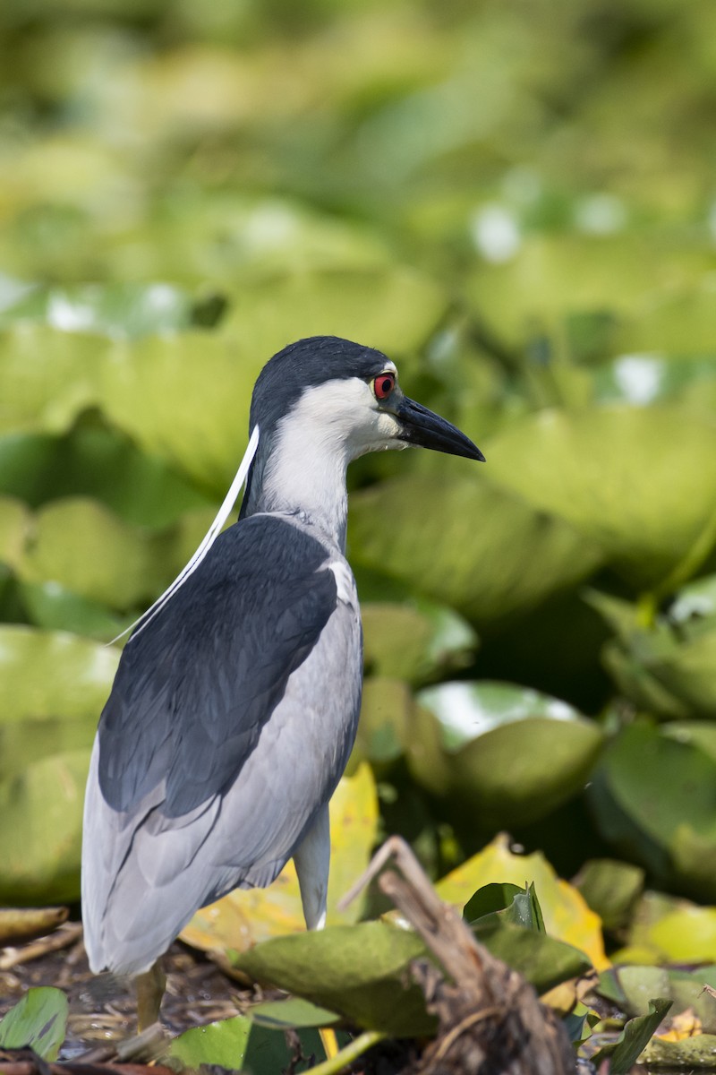 Black-crowned Night Heron - ML460379211