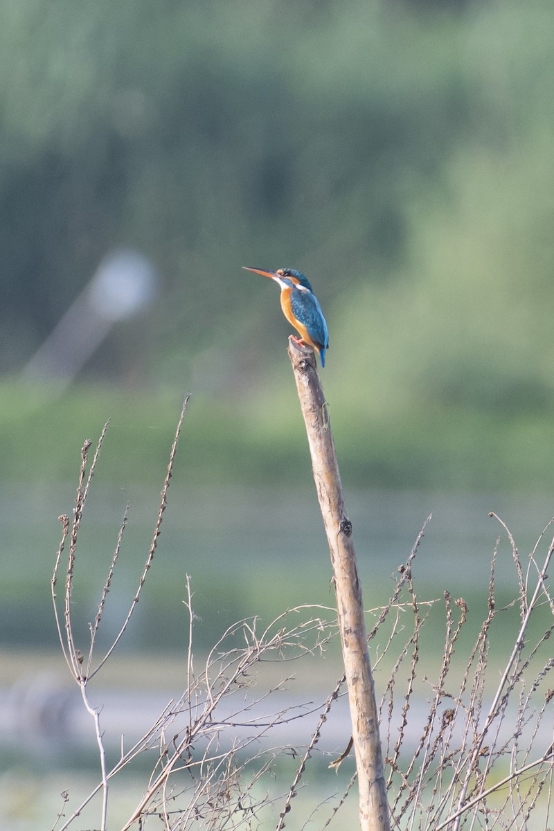 Common Kingfisher - ML460379241