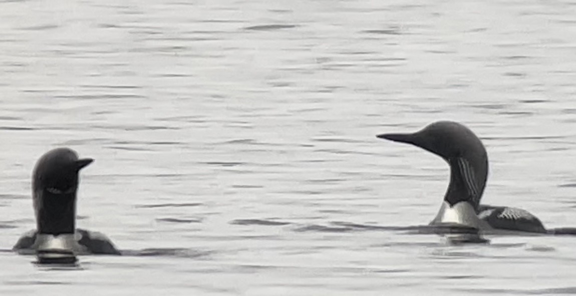 Arctic Loon - ML460379391