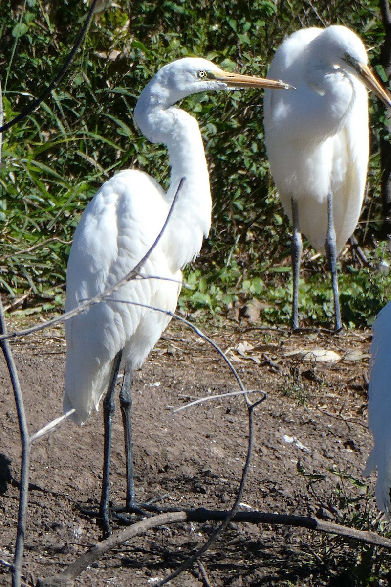 Great Egret - ML460379421