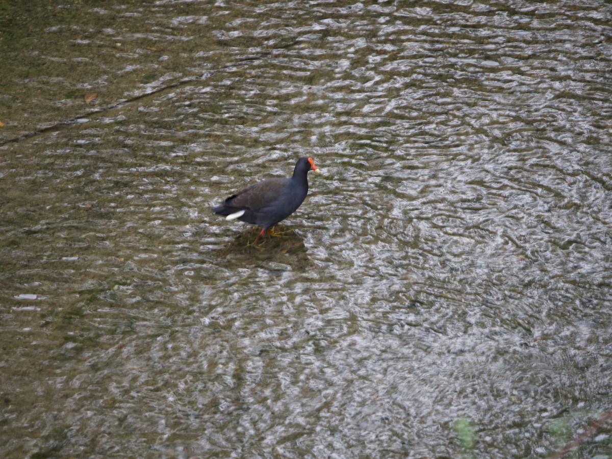 Australasian Swamphen - ML460379501