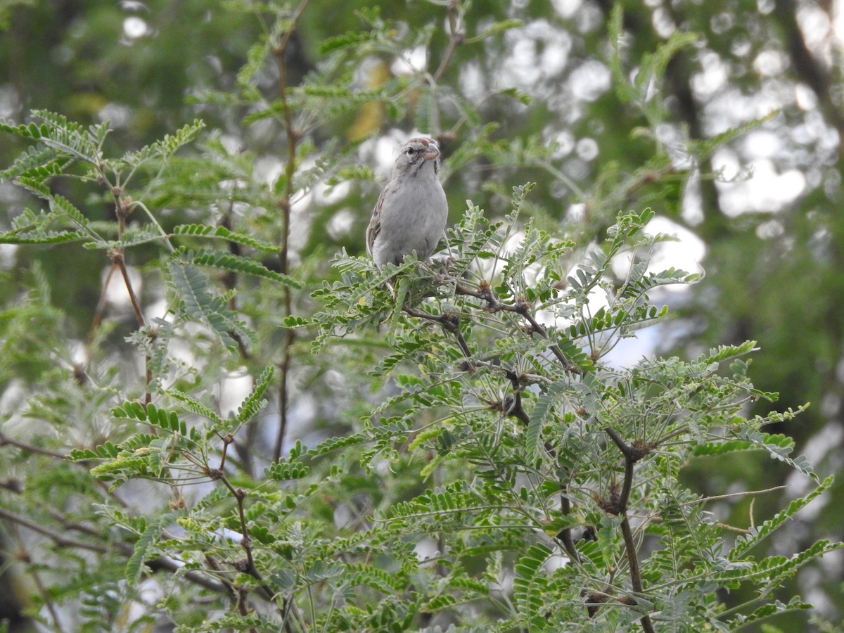 Rufous-winged Sparrow - ML460379641