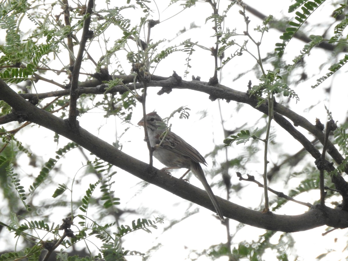 Rufous-winged Sparrow - ML460379671