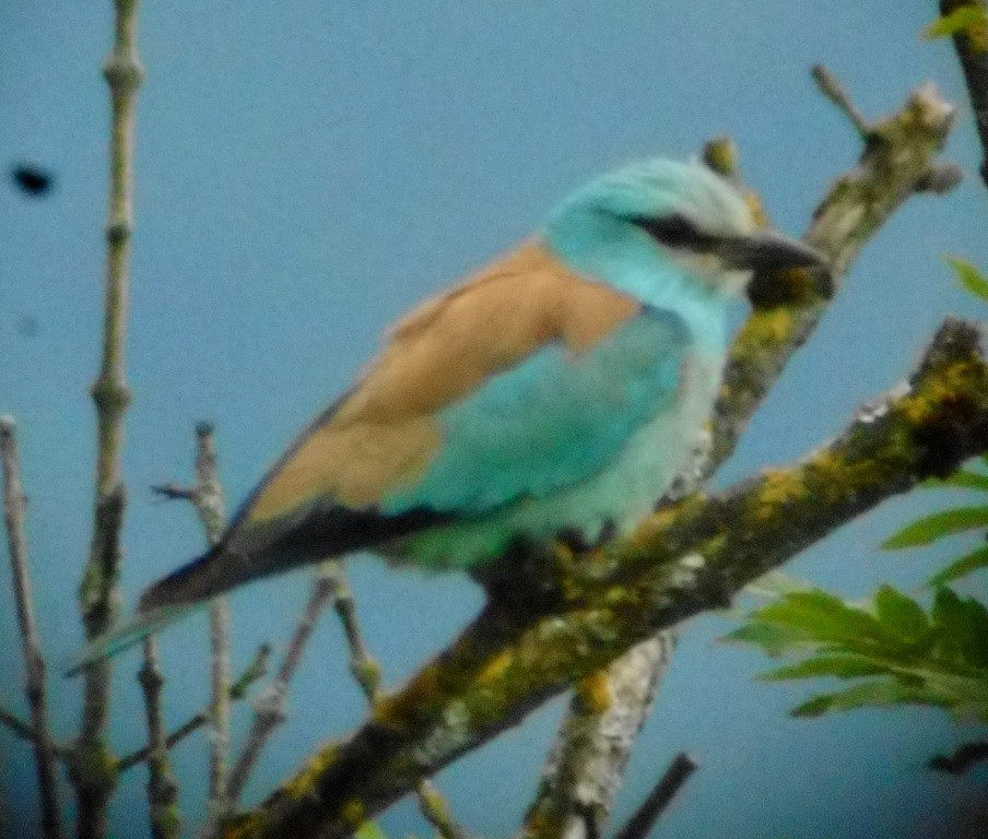 European Roller - ML460381051