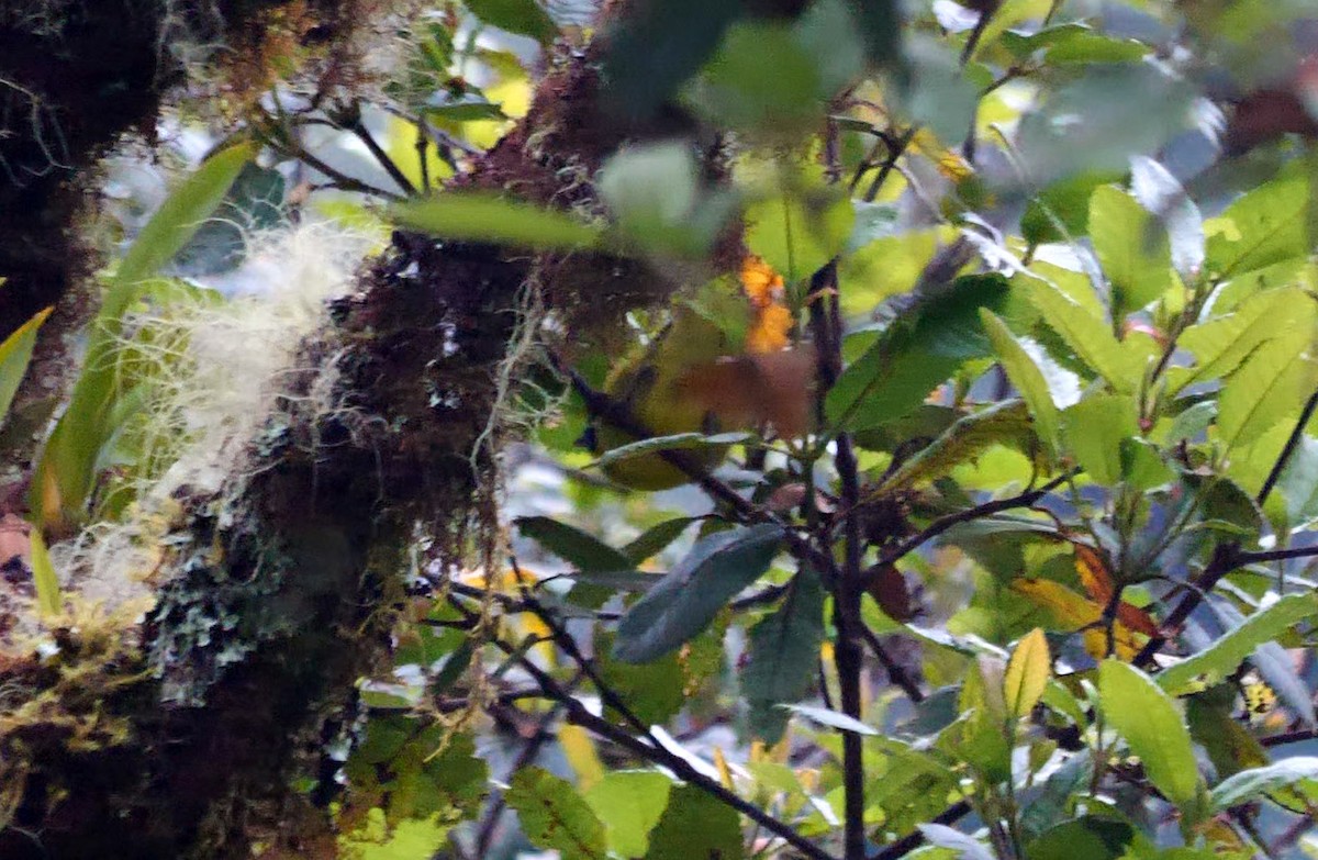 Black-capped Hemispingus (White-browed) - ML460381631