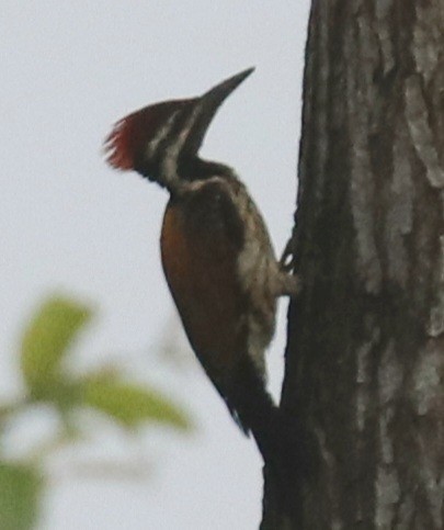 Black-rumped Flameback - ML460382191