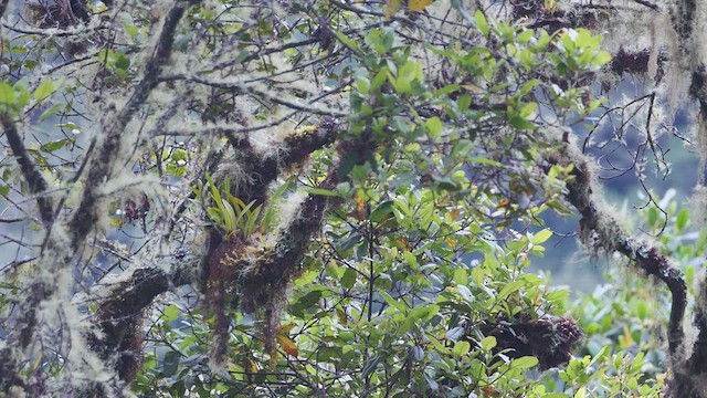 Зеленяр білобровий (підвид auricularis) - ML460382551