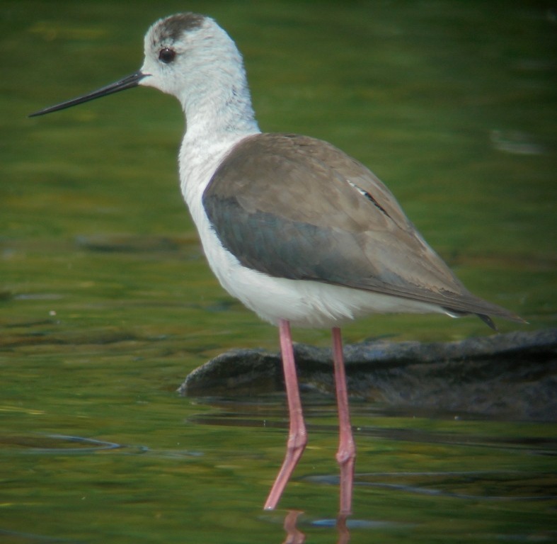 Black-winged Stilt - ML460383111