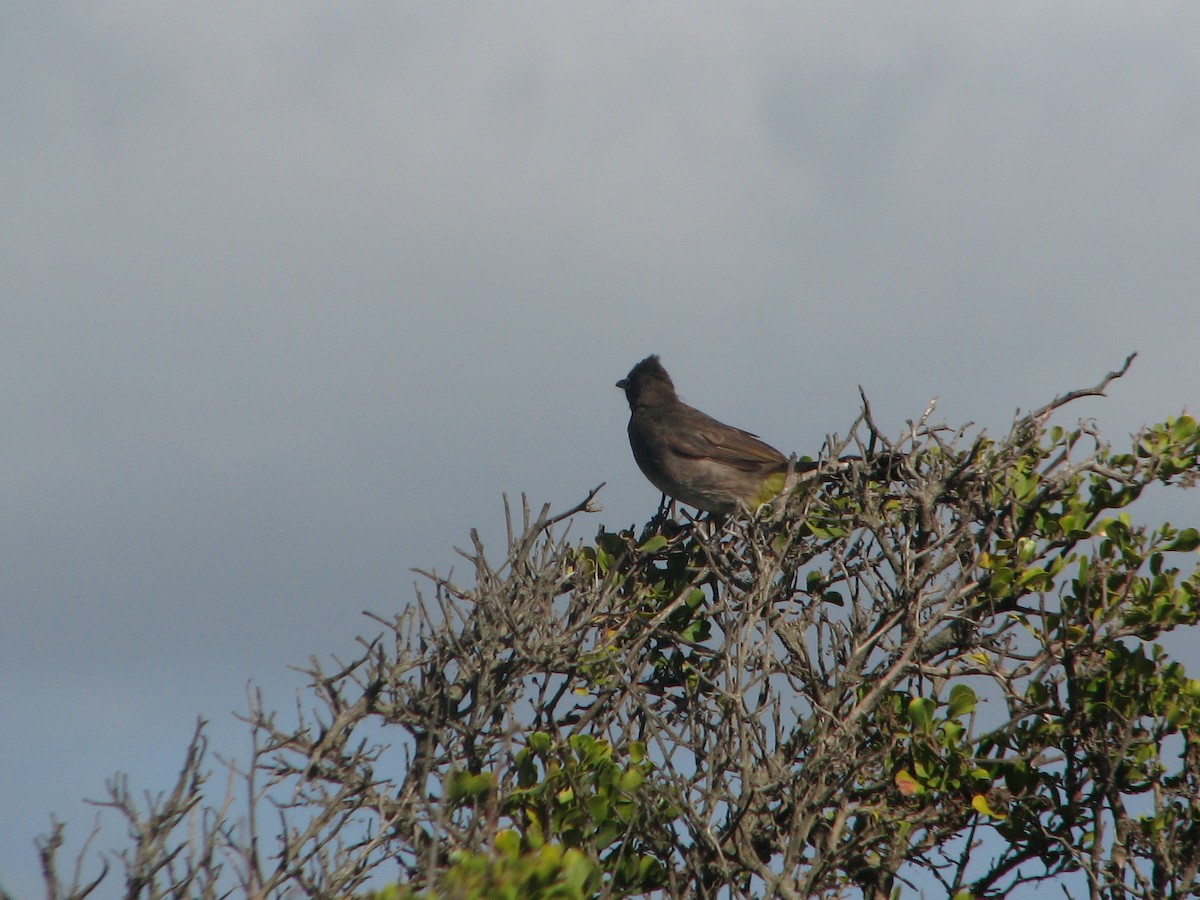 Cape Bulbul - ML460383421