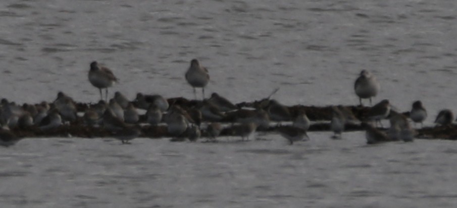 Black-bellied Plover - ML46038351