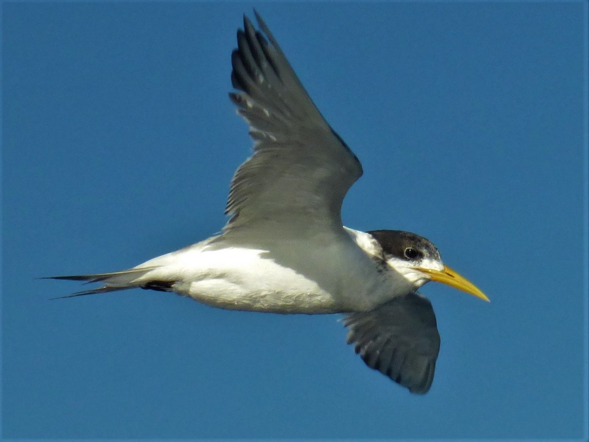 Great Crested Tern - ML460384301