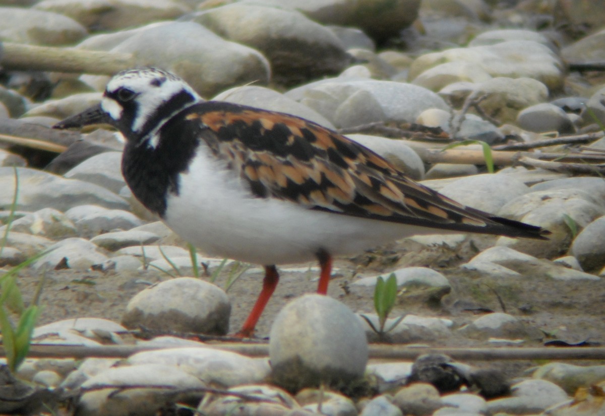 Ruddy Turnstone - Andreas Täschler